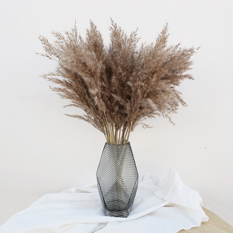 10 ชิ้น ดอกแพมพัสแห้งหลากสีสัน - Pampas Grass Decor บทวิจารณ์และราคา