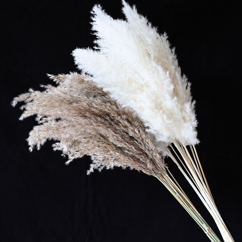 10 ชิ้น ดอกแพมพัสแห้งหลากสีสัน - Pampas Grass Decor บทวิจารณ์และราคา