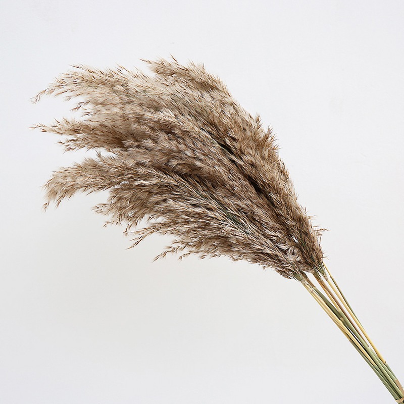 10 ชิ้น ดอกแพมพัสแห้งหลากสีสัน - Pampas Grass Decor บทวิจารณ์และราคา
